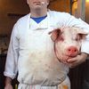 Butcher Tom Mylan Cuts Finger, Quits Diner Empire
